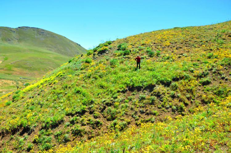 <p>Doğa Koruma ve Milli Parklar g&ouml;revlileri, bitkinin kesin dağılış alanını belirlemek, yaşam alanlarını korunmak, yerel ve ulusal d&uuml;zeyde tanıtılmasını sağlamak, t&uuml;re karşı koruma bilincinin yerleşebilmesi i&ccedil;in halkın bilgilendirilmesini kapsayan &ccedil;alışma y&uuml;r&uuml;t&uuml;yor.&nbsp;</p>
