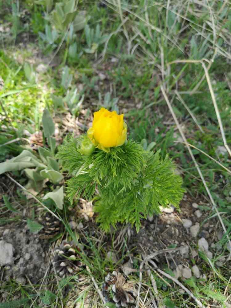 <p>Bitkinin araziden alınan k&ouml;k &ouml;rnekleri, dikildiği &ouml;zel sahada koruma altına alınarak yetiştirilmeye başlandı.</p>
