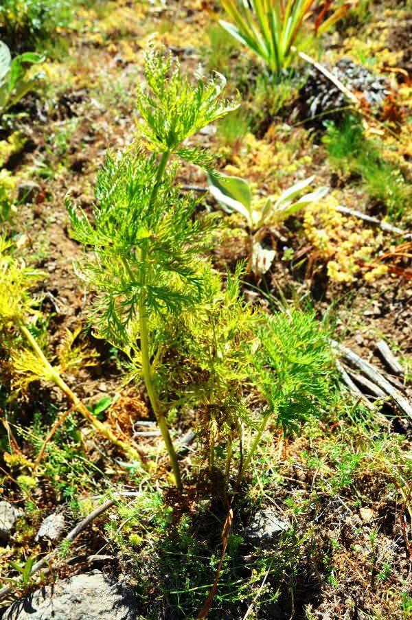 <p>Kandamlası &ccedil;i&ccedil;eği 150 yıl sonra bu yıl da kendini g&ouml;sterdi. Alucra il&ccedil;esi Yeşilyurt ve Demir&ouml;z&uuml; k&ouml;ylerinin yaylaları ile Şebinkarahisar il&ccedil;esi Tutak dağı, Erimez yaylasında g&ouml;r&uuml;ld&uuml;.&nbsp;</p>
