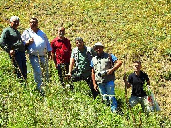 <p>Zehirli kimyasal alkaloid i&ccedil;erdiği i&ccedil;in d&uuml;nyada tıbbi aromatik bitkiler listesinde yer alan t&uuml;r i&ccedil;in, Doğa Koruma ve Milli Parklar 12'inci B&ouml;lge M&uuml;d&uuml;rl&uuml;ğ&uuml;, koruma eylem planı hazırladı. 'Sarı Dağ G&uuml;l&uuml; T&uuml;r Koruma Eylem Planı&rsquo; &ccedil;alıştayıyla bitki ile ilgili koruma planları belirlendi.</p>
