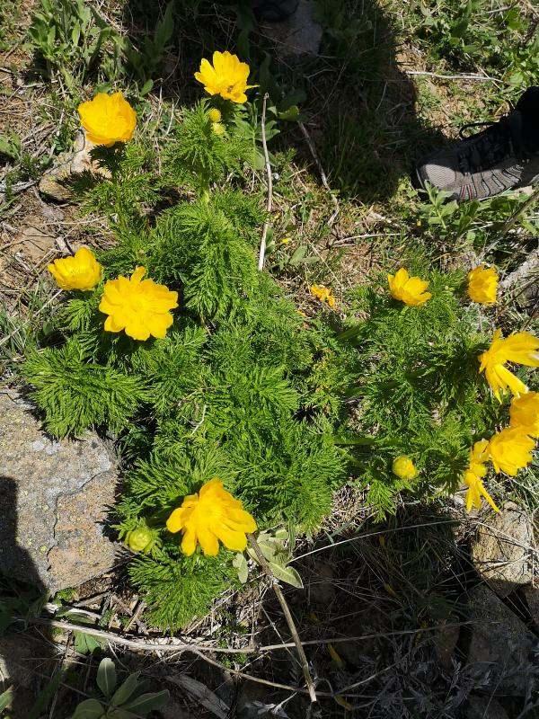 <p>Bir k&ouml;kte yaklaşık 8 ile 10 adet &ccedil;i&ccedil;ek oluşan kandamlası &ccedil;i&ccedil;eğinin y&uuml;kseklikleri 60 ile 80 santimetre arasına kadar uzayabiliyor. Şebinkarahisar Feyzi Kıra&ccedil; Uygulamalı Bilimler Y&uuml;ksek Okulu biyologları ve &ouml;ğretim elemanlarınca analiz bitki doku k&uuml;lt&uuml;r&uuml;yle ilgili &ccedil;alışma başlatıldı. &Ccedil;alışmalarda endemik bitkinin antibakteriyel &ouml;zellikleri incelendi. Endemik bitki t&uuml;r&uuml;n&uuml; doğadan izinsiz koparmanın cezası ise 75 bin TL olduğu belirtildi.</p>
