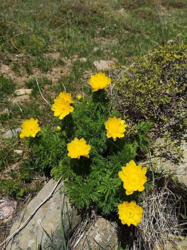 <p>Trabzon Karadeniz Teknik &Uuml;niversitesi (KT&Uuml;) ile Erzincan &Uuml;niversitesi, zehirli alkoloid madde i&ccedil;eren endemik bitkinin ila&ccedil; ya da farklı sahalarda kullanımı konusunda araştırma başlattı.</p>

