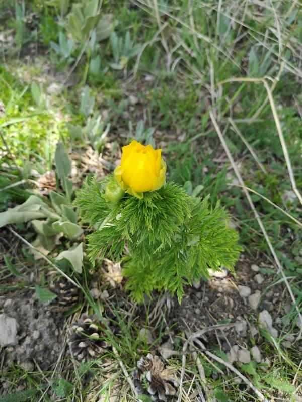 <p>Kandamlası bitkisi, toprak altında sa&ccedil;aklı k&ouml;k olarak yetişen k&ouml;kl&uuml; bir endemik bitkidir.&nbsp;</p>
