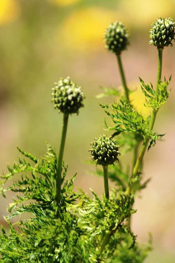 <p>&nbsp;Bulunduğu noktada her yıl &uuml;reyebiliyor. Yaklaşık 30 ile 80 santimetre uzunluğunda b&uuml;y&uuml;yebilen, sa&ccedil;ak k&ouml;k olarak her yıl toprağın altından &ccedil;ıkan ve mevsimsel b&uuml;y&uuml;yen bir bitki olan kandamlası, k&ouml;k olarak yetişebiliyor.&nbsp;</p>
