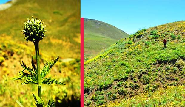 <p>Tohum alınarak fidan halinde yetiştirilmesi sağlanan bitki t&uuml;r&uuml;n&uuml;n bir benzerinin ise Yunanistan&rsquo;da yetiştiği biliniyor.&nbsp;</p>
