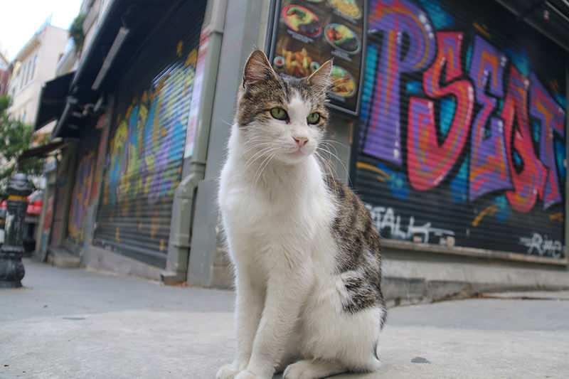 <p>Kepenklerin inmesi ile ortaya &ccedil;ıkan birbirinden ilgin&ccedil; grafitiler, megakentin g&ouml;r&uuml;nmeyen y&uuml;z&uuml; oldu.<br />
&nbsp;</p>
