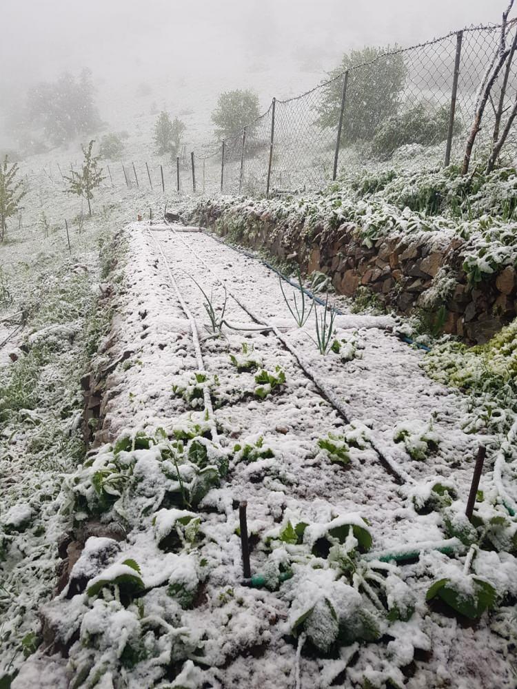 <p>Yusufeli il&ccedil;esine bağlı 2 bin bin rakımlı Avcılar k&ouml;y&uuml;nde ise aniden bastıran kar yağışı &ccedil;obanları olumsuz etkiledi. Esenyaka K&ouml;y&uuml; mezrasında &ccedil;i&ccedil;ekler ve yeşillikler Mayıs ayında yağan kar nedeni ile beyaza b&uuml;r&uuml;nd&uuml;.</p>
