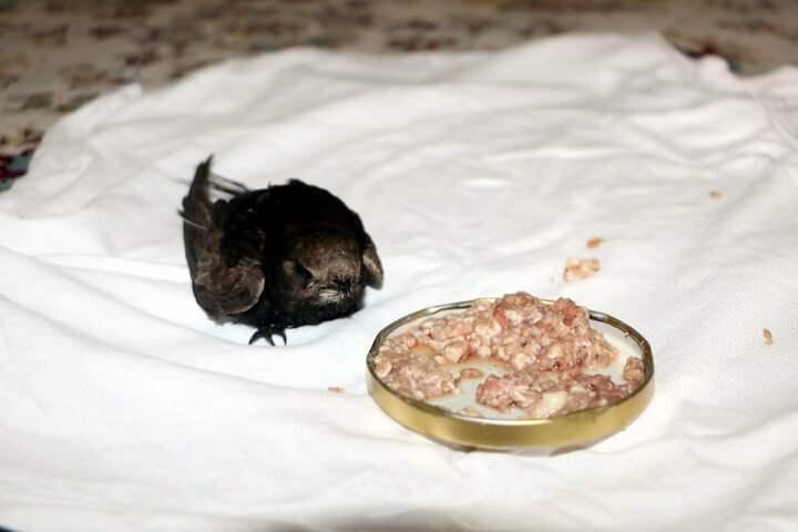 <p>İl&ccedil;enin Yeni Mahallesi'nde oturan 3 &ccedil;ocuk annesi Melek D&uuml;zen, bayramın ilk g&uuml;n&uuml; evinin mutfak penceresinden i&ccedil;eri giren ebabili g&ouml;r&uuml;nce şaşkınlık yaşadı. Kuşun t&uuml;r&uuml;n&uuml; &ouml;ğrenmek i&ccedil;in internette araştırma yapan D&uuml;zen, ebabil olduğunu &ouml;ğrenince, b&uuml;y&uuml;k bir sevin&ccedil; yaşadı.</p>
