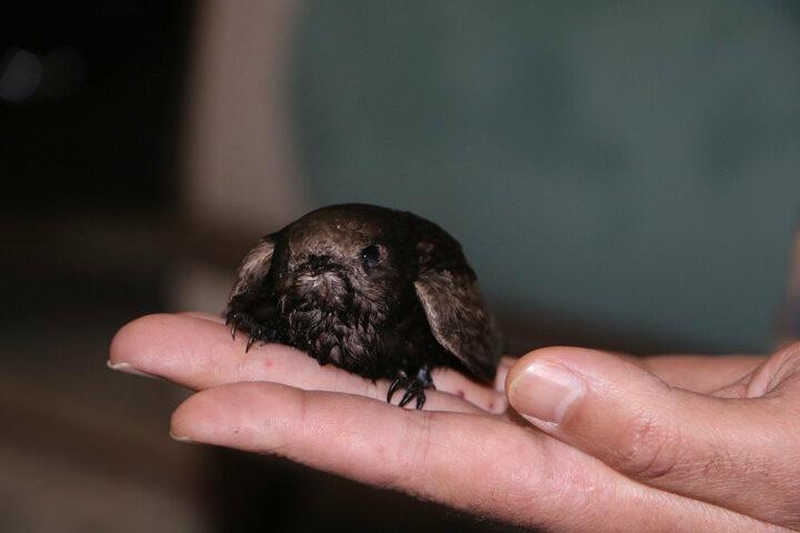 <p>Ebabili g&ouml;r&uuml;nce hemen eşine haber verdiğini anlatan D&uuml;zen, "Eşim gelip baktıktan sonra farklı bir kuş olduğunu s&ouml;yledi. Daha sonra internetten araştırdık. Resimlerini &ccedil;ekip başka yerlere g&ouml;nderdik. Ebabil olduğunu &ouml;ğrendik...</p>
