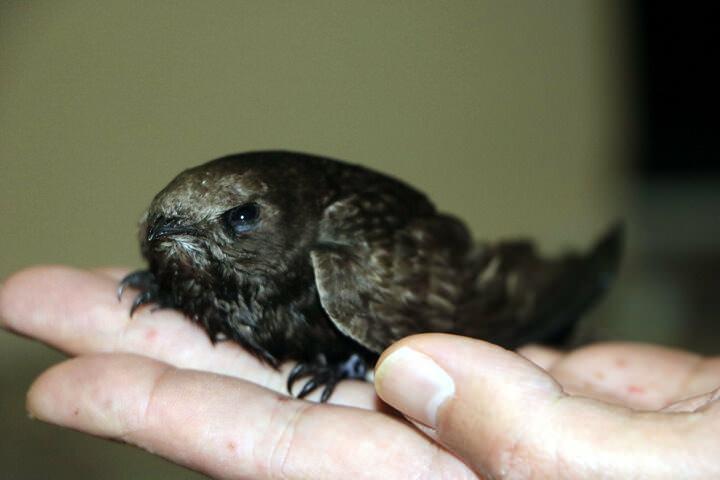 <p>EBABİLİN HİKAYESİ<br />
<br />
Kuran-Kerim'de de yer alan ebabil kuşları Kabe'yi yıkmak i&ccedil;in gelen; d&ouml;nemin en acımasız ve İslam d&uuml;şmanlığı yapan Ebrehe ve kalabalık fil ordusunu gagalarıyla taşıdıkları taşları atarak yenilmelerine sebep olmuşlardır.</p>
