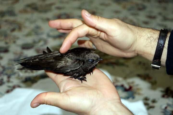 <p>Dini hikayelere konu olan ebabil, T&uuml;rkiye'de ilkbaharda g&ouml;r&uuml;lmeye başlar, sonbaharda g&uuml;neye g&ouml;&ccedil; ederler.</p>
