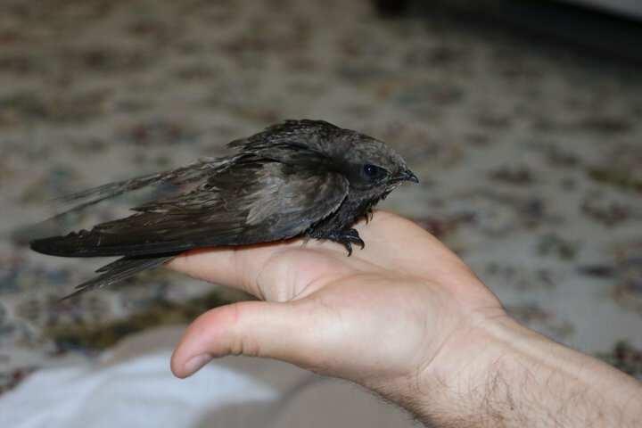 <p>Ebabil t&uuml;m canlılardan ka&ccedil;maya &ccedil;alışır ve bunun i&ccedil;in hızlı ve &ccedil;evik bir v&uuml;cut yapısına sahiptir.</p>
