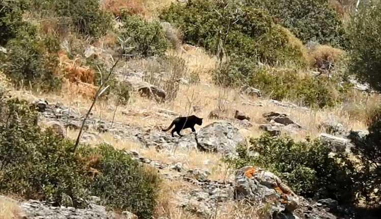 <p>Dr. İlemin, AA muhabirine, Bodrum'un turistik bir bölge olduğunu, bu nedenle insanların çeşitli yollarla jaguar da beslemiş olabileceğini düşündüklerini ve araştırma gereği duyduklarını söyledi.</p>