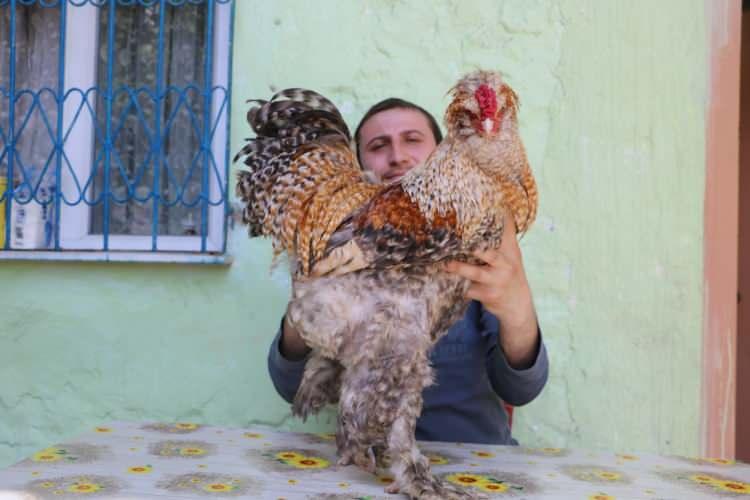 <p>Normal horozdan 3 kat daha b&uuml;y&uuml;k. İyi bakıldıkları zaman daha da b&uuml;y&uuml;k olma durumları var. Civciv fiyatları 75 TL&rsquo;ye var. G&uuml;nl&uuml;k, aylık ve haftalık satışlar da var. İlk &ccedil;ıkan civcivlerimizi 35-40 TL arasından satıyoruz. Yumurtalarımızı 20-25 TL arasından satıyoruz. Hepsinin fiyatları farklı. 15 g&uuml;n &ouml;ncesinden arayıp s&ouml;yl&uuml;yorlar, ona g&ouml;re yumurtalarını adet olarak ka&ccedil; tane isterlerse biriktiriyorum&rdquo; dedi.</p>
