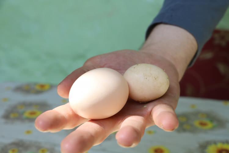 <p>&ldquo;İlk kez g&ouml;renler &ccedil;ok garipsiyor&rdquo;</p>

<p>Brahma cinsi tavukları ve horozları ilk kez g&ouml;renlerin şaşkınlık yaşadığını belirten Akta, &ldquo;İlk kez g&ouml;renleri &ccedil;ok garipsiyor. Yerimizde var, insanlar burada gelip g&ouml;zlemleyebilir. Normal bir horoza g&ouml;re &ccedil;ok b&uuml;y&uuml;k boyutlarda. G&ouml;renler &ccedil;ok şaşırıyorlar.</p>
