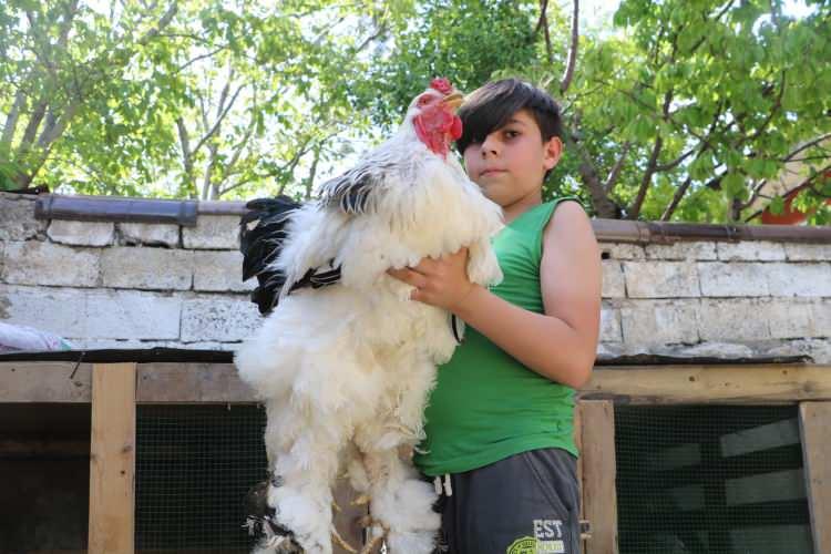 <p>İnsanların merakı &ccedil;ok fazla. B&uuml;y&uuml;m&uuml;ş eşler bir durumda fiyatı 2 tavuk, 1 horoz olarak sahiplendirdiğimiz hayvanlarımız var. Fiyatlarımız 3-4 bin TL arasında değişiyor. B&uuml;y&uuml;kl&uuml;ğ&uuml;ne g&ouml;re fiyatı değişim g&ouml;steriyor. Benim 6 adet damızlık horozum var, yaklaşık 14 adette tavuğum var &ldquo;dedi.</p>
