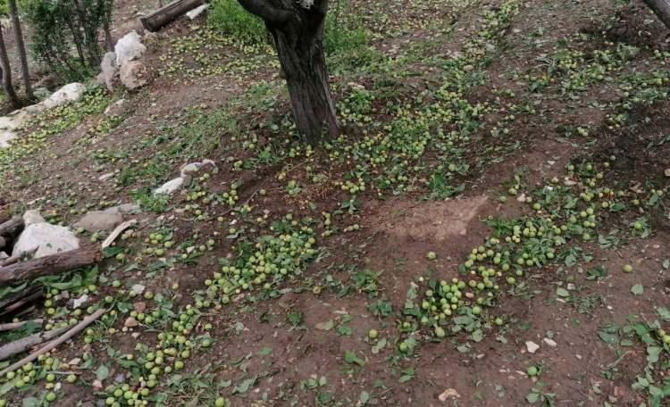 <p>Gece etkili olan dolu yağışının verdiği zarar g&uuml;n ağarınca ortaya &ccedil;ıktı.<br />
&Ouml;te yandan kent genelindeki yağış bug&uuml;n etkisini yitirirken, yağışların ara ara b&ouml;lge genelinde etkili olabileceği belirtildi.</p>
