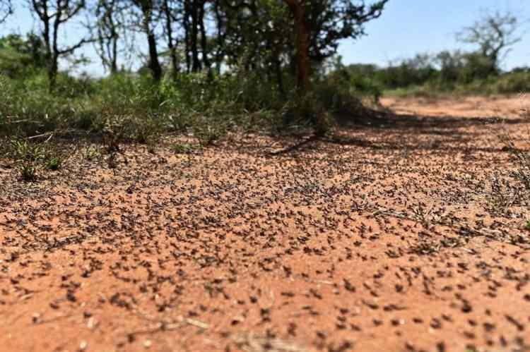 <p>Birleşmiş Milletler (BM) Gıda ve Tarım Örgütü (FAO), yaptığı açıklamada, son tahminler doğrultusunda haziran itibariyle Batı Afrika'da ikinci dalga çekirge istilasına dair uyarıda bulundu.</p>

<p> </p>
