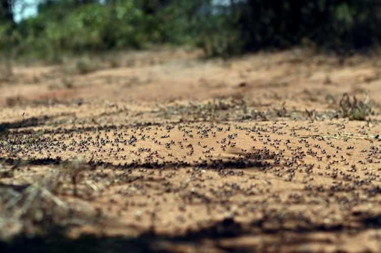 <p>Hindistan Tarım ve Çiftçilerin Refahı Bakanlığı, bugüne kadar Racastan, Madya Pradeş, Gucerat, Pencap ve Maharaştra'da 50 bin hektarlık alanın çekirge sürülerinden temizlendiğini belirtti.</p>
<p> </p>