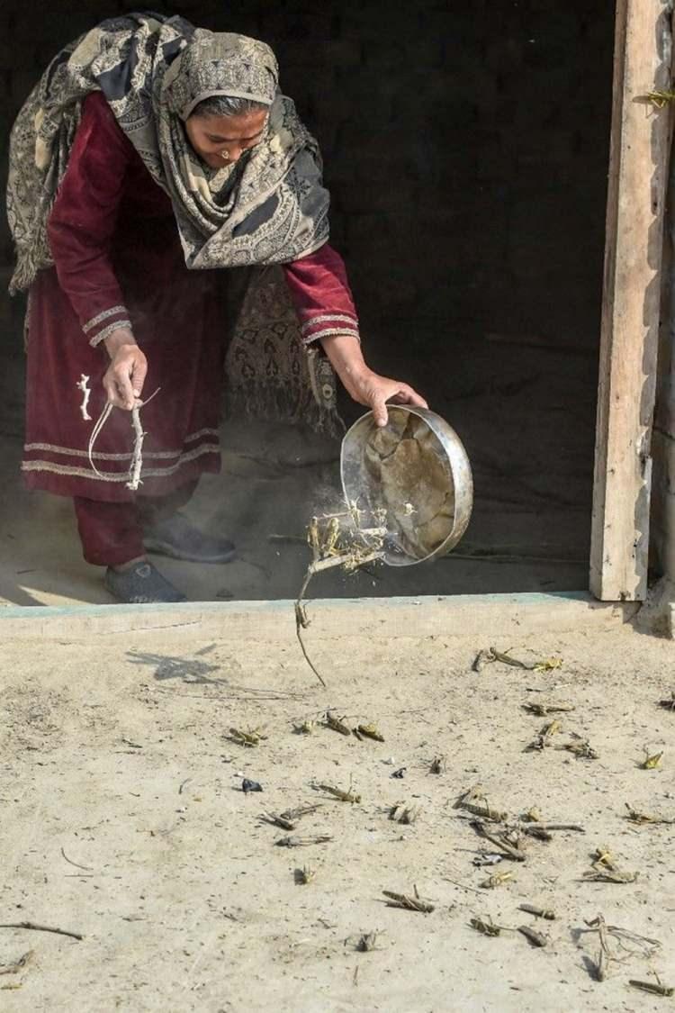 <p>Düzensiz aralıklarla görülen çöl çekirgesi sürüleri, kuraklığın ardından yoğun yağışla ortaya çıkıyor. Normal şartlarda Hindistan'da muson yağmurlarının başladığı dönem olan haziran, temmuz aylarında görülen çekirgeler, bu sene 30 Nisan'da Racastan ve Pencap eyaletlerinde görüldü.</p>
<p> </p>