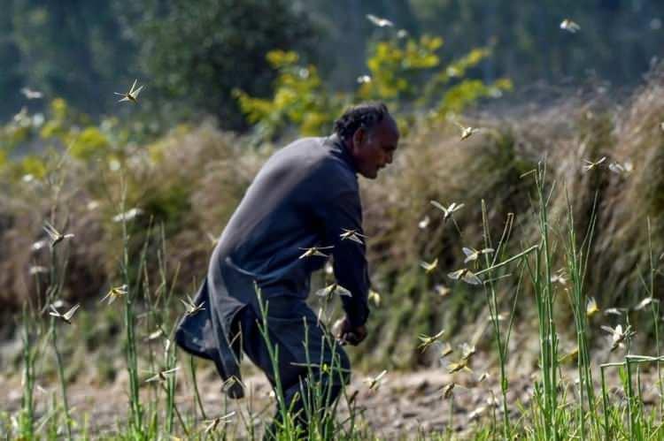 <p>FAO'ya göre, geçen hafta Hindistan'da etkili Amphan Kasırgası'nın yol açtığı güçlü rüzgarlar, çekirgelerin hızlı hareket etmesine yardımcı oldu. FAO, temmuz ayına kadar Racastan eyaletinde peş peşe çekirge istilaları görülebileceğine dair de uyarıda bulundu.</p>
<p> </p>