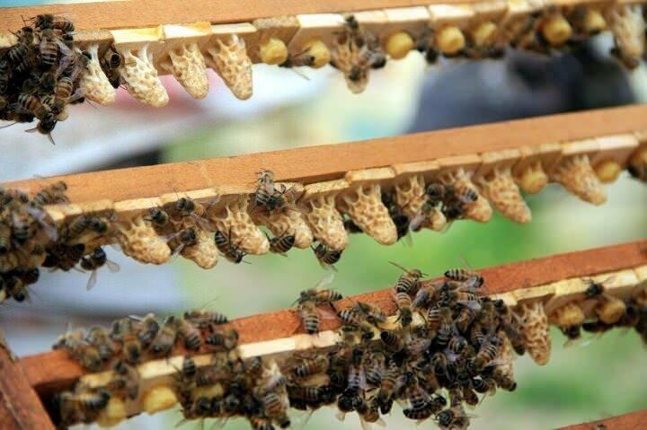 <p>Geçen yıl 4 kilo sütten toplam 30 bin TL gelir elde ettik. Bu sene de 10 kilo arı sütünden 80 bin TL gelir elde etmeyi ümit ediyoruz. 10 kiloluk arı sütünü üretmek için 3 aylık bir süre yeterli oluyor. 150 kovan arıdan bunu üretebiliyoruz. Kovandaki bir çıtadan toplam 10 gram arı sütü elde ediyoruz. Aşılama sisteme ile çalışıyoruz. Ana arıların aşılarını attıktan 3 gün sonra arı sütünün hasadını yapıyoruz” dedi.</p>

