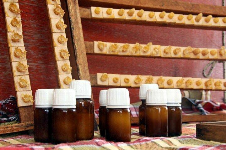 <p>&ldquo;Korona s&uuml;recinde arı s&uuml;t&uuml;ne olan ilgi arttı&rdquo;<br />
<br />
Vatandaşların korona g&uuml;nlerinde arı s&uuml;t&uuml;ne olan ilgisinin arttığını ifade eden Bozkurt, &ldquo;Arı s&uuml;t&uuml;ne talep son yıllarda olduk&ccedil;a arttı. Hele de bu yıl korona vir&uuml;s&uuml; nedeniyle talep olduk&ccedil;a arttı. Uzmanlar arı s&uuml;t&uuml;n&uuml; kemik gelişimine iyi geldiğini, h&uuml;cre yenileme &ouml;zelliğinin olduğunu, mide ağrısına, astıma ve bir&ccedil;ok sağlık problemine iyi geldiğini s&ouml;yl&uuml;yor...</p>
