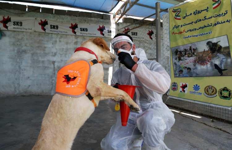<p>- Yüzde 65,6 başarı iddiası</p>
<p>Köpeklerin koronavirüsü teşhis etmede yüzde 65,5 oranında başarı sağladığını ve askeri adli tıp uzmanlarının da testlerin sonucunu teyit ettiğini iddia eden İskenderi, şunları anlattı:</p>
<p>“Koronavirüsü teşhis eden köpekler alışveriş merkezleri (AVM), havalimanları ve metro gibi umumi yerlerde kullanılabilir. Bunun için bütçe ayrılması ve masrafların karşılanması gerekiyor. Burada yaptığımız çalışmalar araştırma ve geliştirme kapsamındadır.”</p>