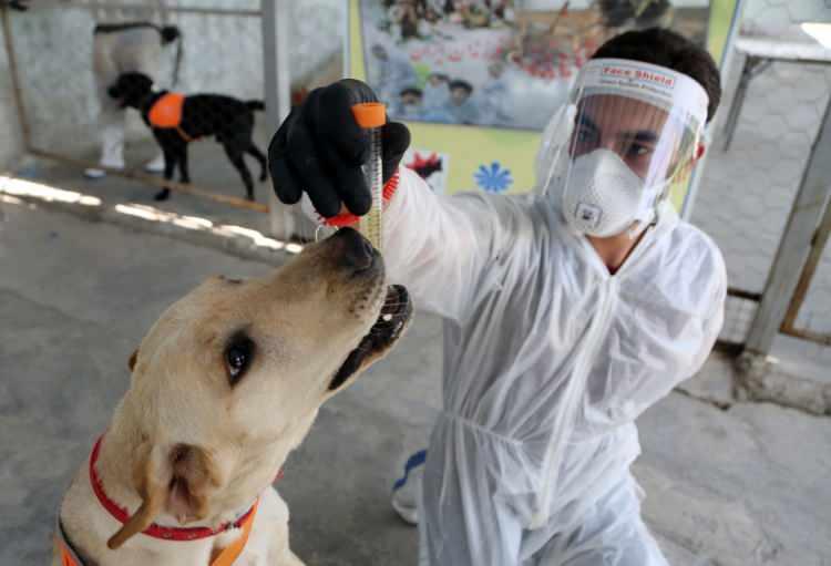 <p>SK-9 Köpek Eğitim Merkezi Sorumlusu İsmail İskenderi AA muhabirine yaptığı açıklamada, arama ve kurtarma çalışmalarında kullanılmak amacıyla evcil köpekleri eğittiklerini ve bunların depremler ile doğal afetlerde kendilerine çok yardımcı olduğunu söyledi.</p>