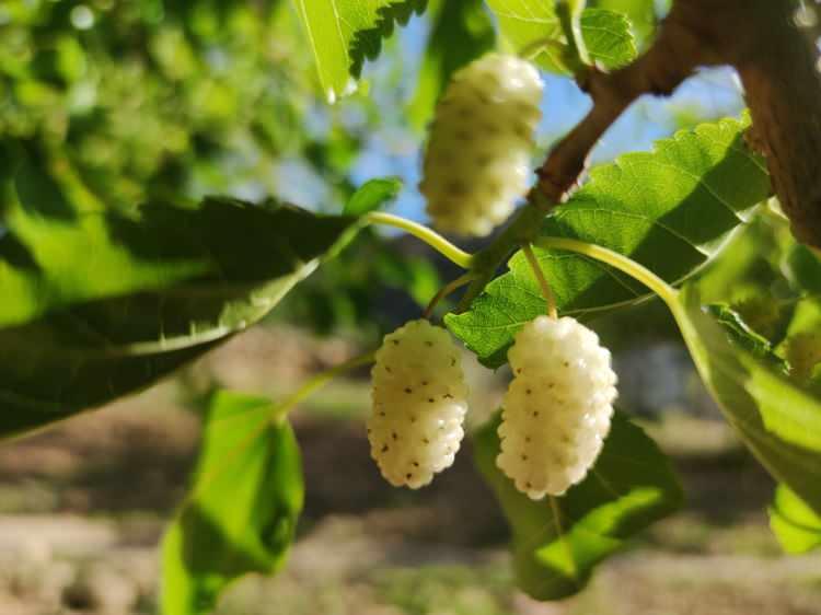 <p>Ulukale k&ouml;y&uuml;nde &uuml;retilen tescilli Ulukale Dut&rsquo;unun hasadı başladı. Coğrafi işaretli, organik ve tescilli Ulukale Dut'un hasadıyla birlikte hem &ccedil;erezlik olarak kurutulma, hem de bu duttan pekmez yapılmasına da başlandı. Her tarafı dut bah&ccedil;eleriyle kaplı Ulukale k&ouml;y&uuml;nde, yaklaşık 2 bin dekar alanda yılda ortalama 400 ton dut &uuml;retildiği kaydedildi.</p>
