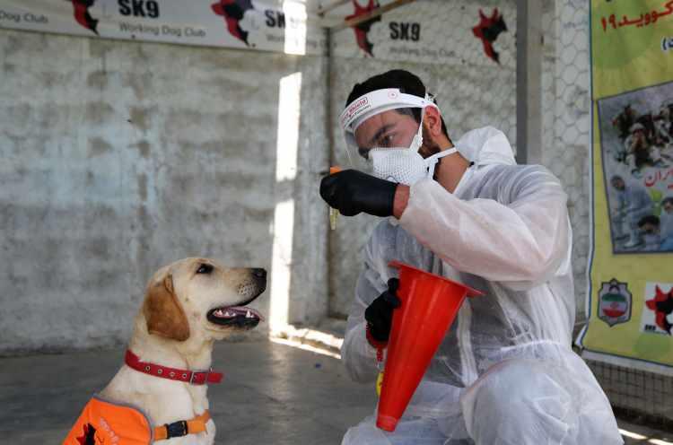 <p>Daha önce kanser hastalığını teşhis eden köpekler üzerine çalıştıklarını ancak tüm dünyayı etkisi altına alan koronavirüs pandemisinin ardından buraya yoğunlaştıklarını dile getiren İskenderi, “Köpekleri iki aşamalı eğitimden geçirdik ve onlarla 23 gün karantinada kaldık. Bu sürede eğitimli 6 köpeği Kovid-19 hastalarından alınan numunelerle karşı karşıya bıraktık.” dedi.</p>
