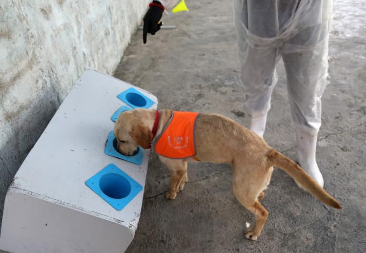 <p>“Köpeklerimizin bulguları koronavirüsü tespit etmek amacıyla yapılan PCR testinden daha başarılı. Eğitimli köpekler, Kovid-19’u maske ve elbiselerden de tespit edebiliyor. Bununla ilgili çalışmalarımız var.” </p>