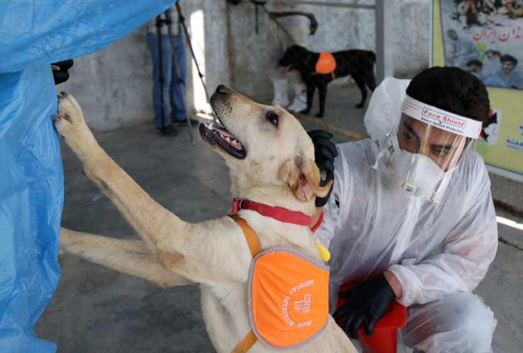 <p>Hangi cins köpeğin bu salgını daha iyi teşhis edeceğini anlayabilmek için bazı deneyler gerçekleştirdiklerini aktaran İskenderi, Labrador, German Shepherd, Golden ve Border Collie cinsi köpeklerin hem eril hem de dişillerine virüs örneklerini gösterdiklerini dile getirdi.</p>

<p> </p>

<p> </p>
