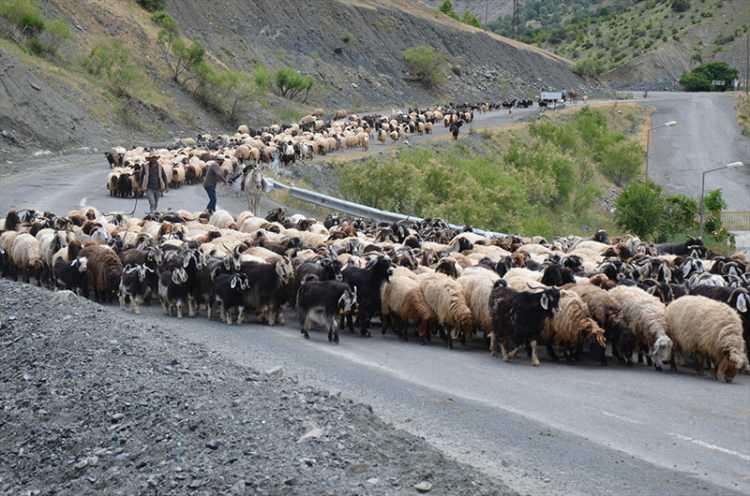 <p><strong>- "Terörün azalmasıyla hayvan varlığı arttı"</strong></p>
<p>Muş Koyun ve Keçi Yetiştiricileri Birliği Nimet Salkım, bölgede terörün bitme noktasına gelmesiyle hayvancılık sektörünün canlanmaya başladığını söyledi. </p>
<p> </p>