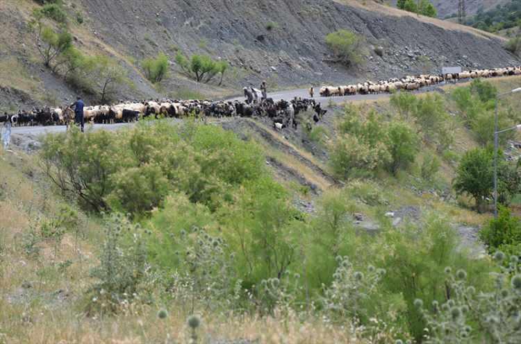 <p>Kışı da kendi köylerinde geçirdiklerini anlatan Korkut, "İşimiz çok zor ancak yapmaya mecburuz. Aile olarak yaklaşık 5 bin küçükbaş hayvanımız var. 5 gündür yoldayız birkaç günlük yolumuz daha var. Orada çadır kurarak kasım ayına kadar kalacağız." diye konuştu.</p>
<p> </p>