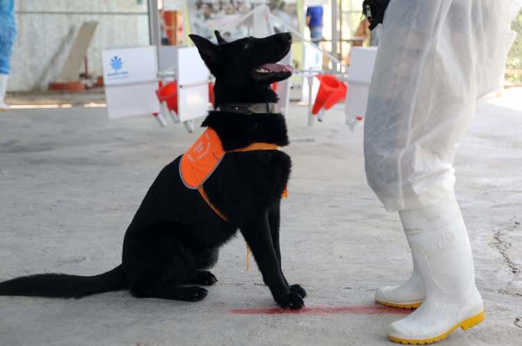 <p>Eğitimli köpeklerin her türlü kokuyu alabildiğini bunları birbirinden ayırt edebildiğini söyleyen Kenarudi, iddialarını şöyle sürdürdü: </p>