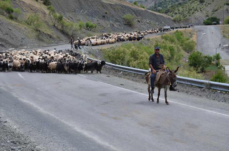 <p>2 bin koyunuyla Mardin'den Muş'a gelen Hasan Erden de günde 2 kez koyunları sağarak elde ettikleri sütü mandıraya sattıklarını ifade etti.</p>
<p> </p>