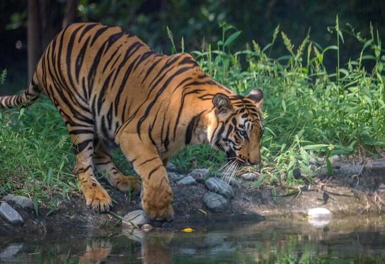 <p>Eğer bir kaplanla g&ouml;z g&ouml;ze gelirseniz, yaşama şansınız artar. &Ccedil;&uuml;nk&uuml; kaplanla g&ouml;z g&ouml;ze gelmeniz demek kaplanın kendisini belli ettiği anlamına gelir ve kaplan başka bir av aranır. Bu y&uuml;zden Hindistan'da insanlar kafalarının arkasına y&uuml;z olacak şekilde maskeler takıyor. 18 ay i&ccedil;erisinde maske takmayan 29 kişi ise kaplanlar tarafından &ouml;ld&uuml;r&uuml;ld&uuml;.</p>

<p>&nbsp;</p>

