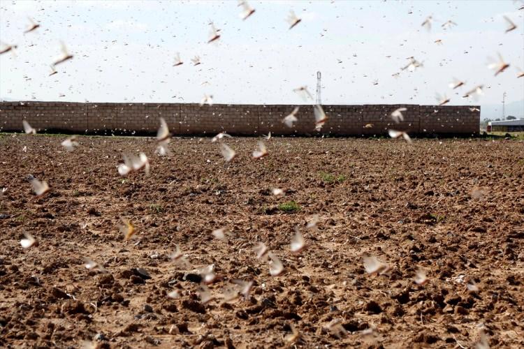 <p>Tarım arazilerine saldıran çekirgeler ekinlerin zarar görmesine neden olurken, durumdan mağdur olan halk yönetimin çekirgelere karşı önlem almasını istedi.</p>