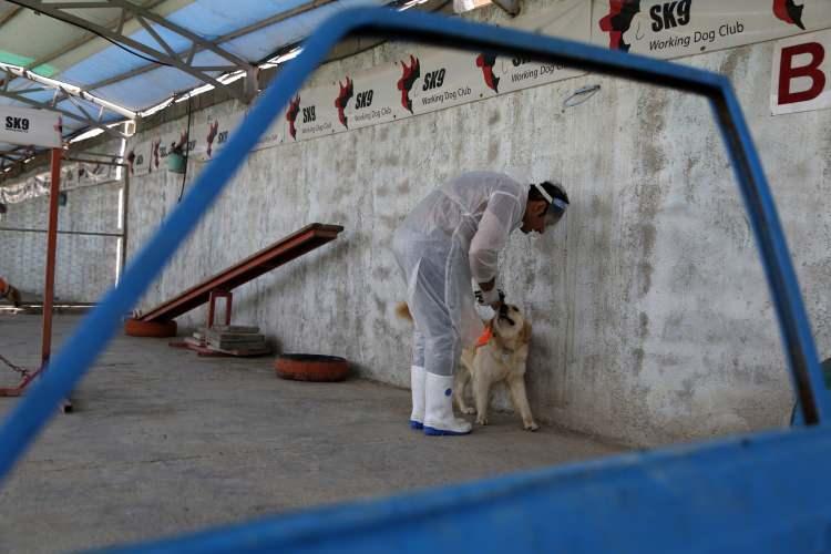 <p>Rayeci, “Eğitmen ve köpeklerimizden virüse yakalanan olmadı. Bu çalışmada risk çok yüksek. Biz ölüm riskini göze alarak bu çalışmayı yürüttük. Usüllere ve kurallara riayet edilirse tehlike bertaraf edilir.” değerlendirmesini yaptı.</p>