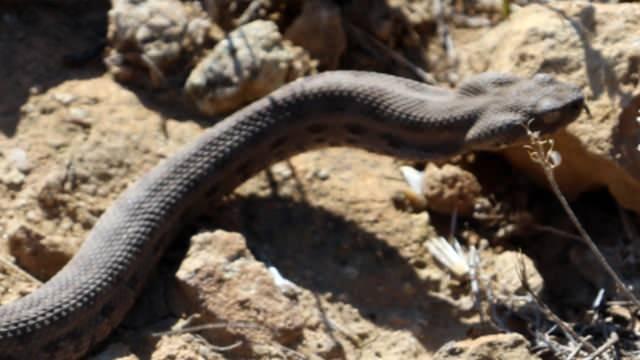 Ölümcül koca engerek yılanı tehlikesi! Boyu 7 metre