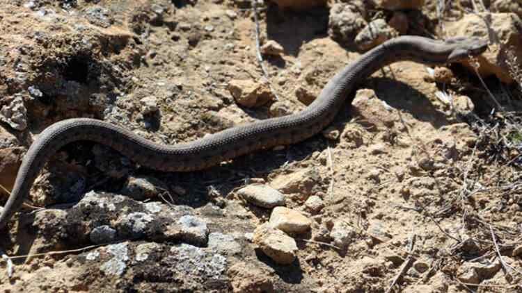 Ölümcül koca engerek yılanı tehlikesi! Boyu 7 metre