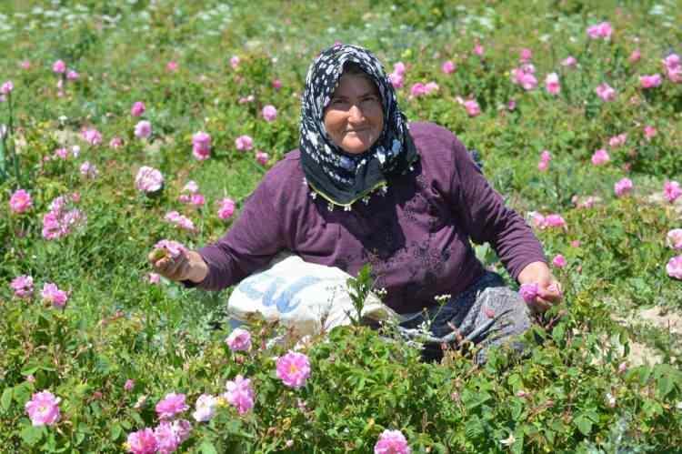 Kilosu 6 bin Euro: &Uuml;retimi başladı