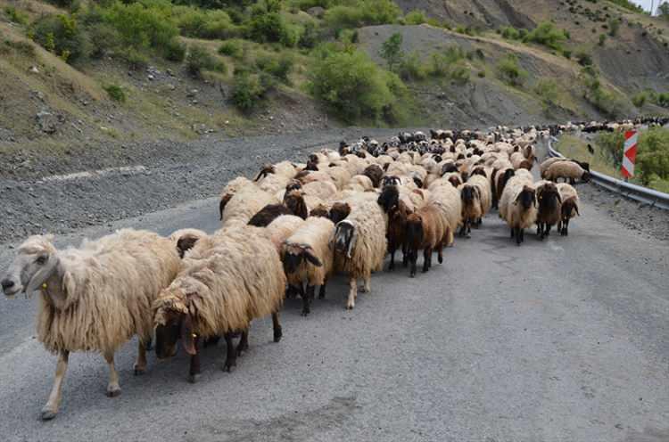 <p> Muş'ta da bu sayede hayvan varlığının devletin sağladığı desteklerle 1 milyon 350 bine yükseldiğini aktaran Salkım, şunları kaydetti:</p>
<p> </p>