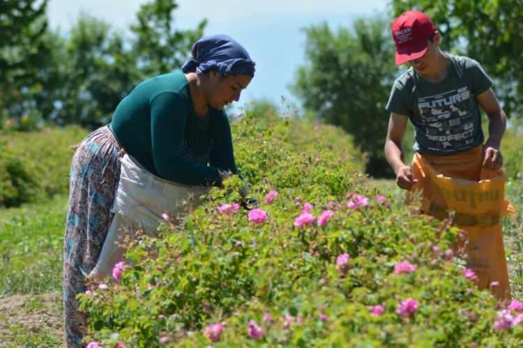Kilosu 6 bin Euro: &Uuml;retimi başladı