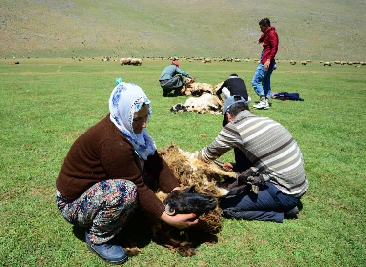 <p>- Kırkma işlemi yardımlaşmayla yapılıyor</p>

<p>Yaylada koyun kırkan besicilerden Faruk Ceylan, AA muhabirine yaptığı açıklamada, geçimlerini hayvancılıkla sağladıklarını söyledi. </p>
