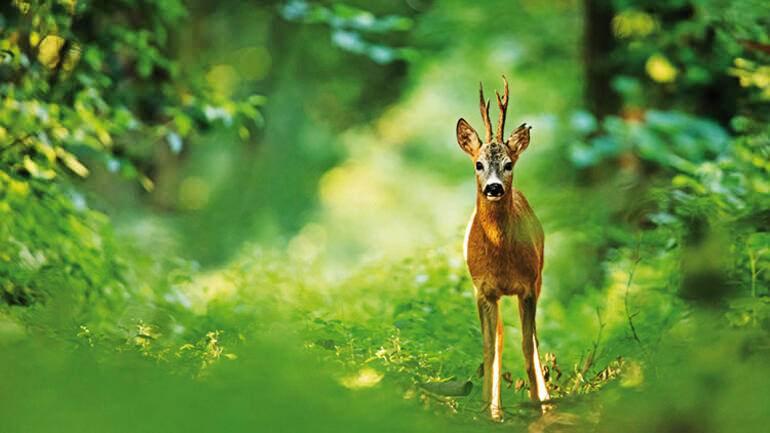 <p><strong>PENDİK&rsquo;TE KARACA</strong></p>

<p><strong>En &uuml;rkek şehirli</strong><br />
<br />
İstanbul&rsquo;un en &uuml;rkeği. K&ouml;pekler olmasa şehrin i&ccedil;lerinde daha fazla g&ouml;rebileceğimiz bu canlıların sığınakları Belgrad Ormanı&rsquo;ndan başlayarak şehrin kuzey sınırlarına doğru uzanıyor. Kışın yiyecek sıkıntısının arttığı d&ouml;nemlerde insan yerleşimlerine daha &ccedil;ok yaklaşıyor. Son olarak Pendik&rsquo;e bağlı G&ouml;&ccedil;beyli K&ouml;y&uuml;&rsquo;nde bir karaca yavrusu bulundu.</p>
