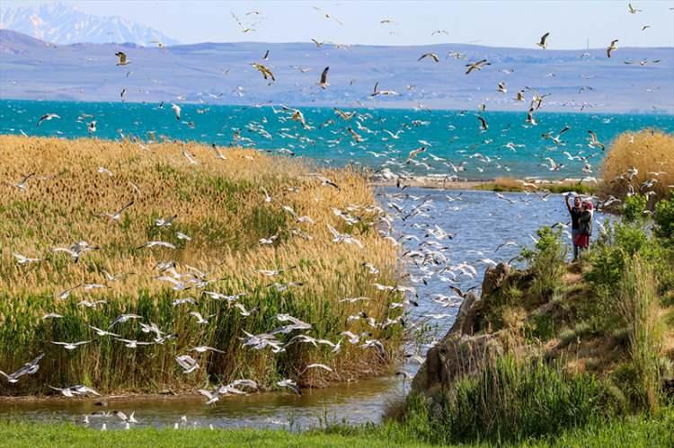 <p>Erciş il&ccedil;esindeki Deli &Ccedil;ay'ın bulunduğu alanda oluşturulan balık bendine akın eden &ccedil;ok sayıda kişi, binlerce inci kefalinin yolculuğuna tanıklık ediyor.</p>
