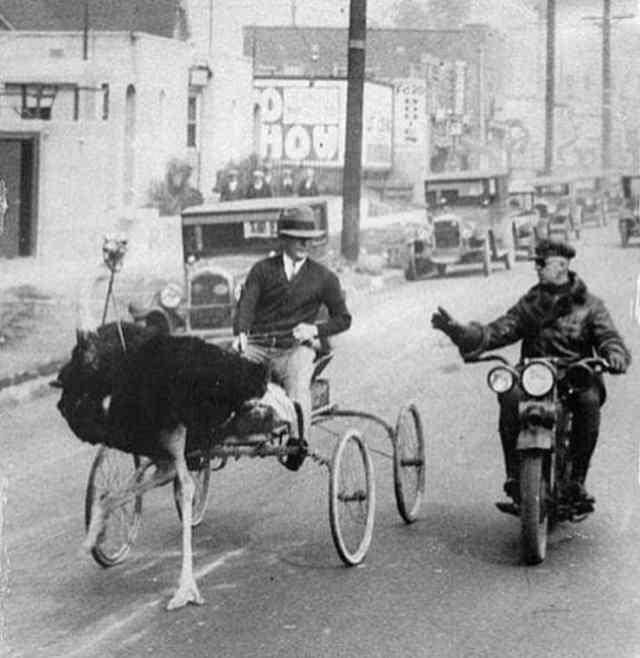 <p>Bir devekuşu arabası, 1930 yılında Los Angeles'ta bir polis tarafından çevriliyor.</p>
<p> </p>