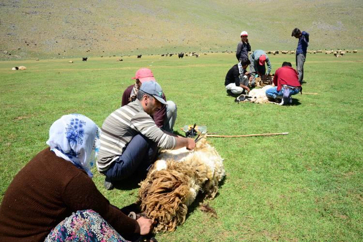 <p>Küçükbaş hayvan varlığı bakımından ilk sıralarda yer alan Bitlis'te, kışın ağıllarda beslenen hayvan sürüleri, karların erimesiyle zengin bitki örtüsüne sahip yüksek rakımlı yaylalara çıkarılıyor.</p>